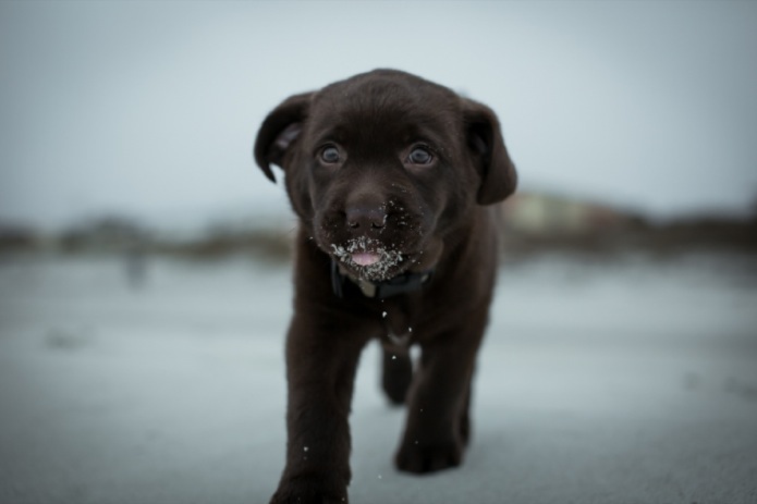 Monster_beach_running