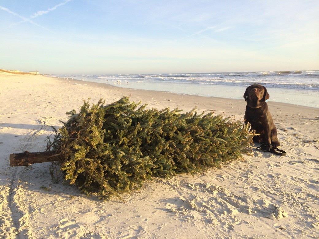 Monster CHristmas Tree